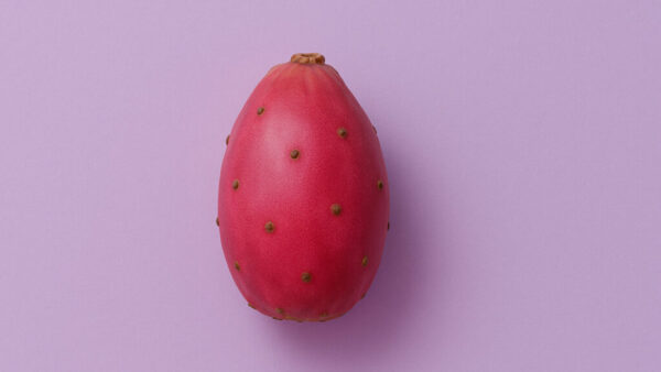 Red cactus fruit centered on lilac background in 16:9 format