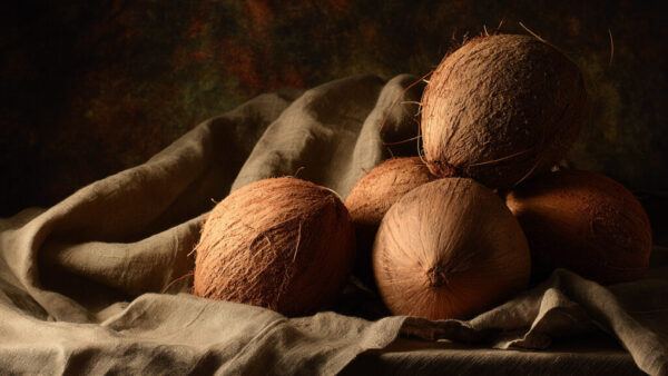 Rustic still life composition with whole brown coconuts on fabric in warm lighting